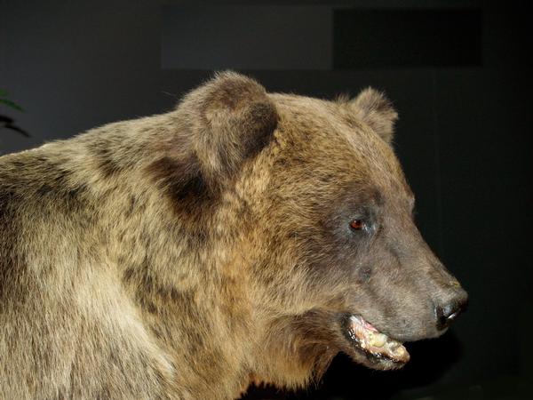 Der berühmteste Bär Bayerns, 2006, Museum Mensch und Natur, München (MMN 352-m)  