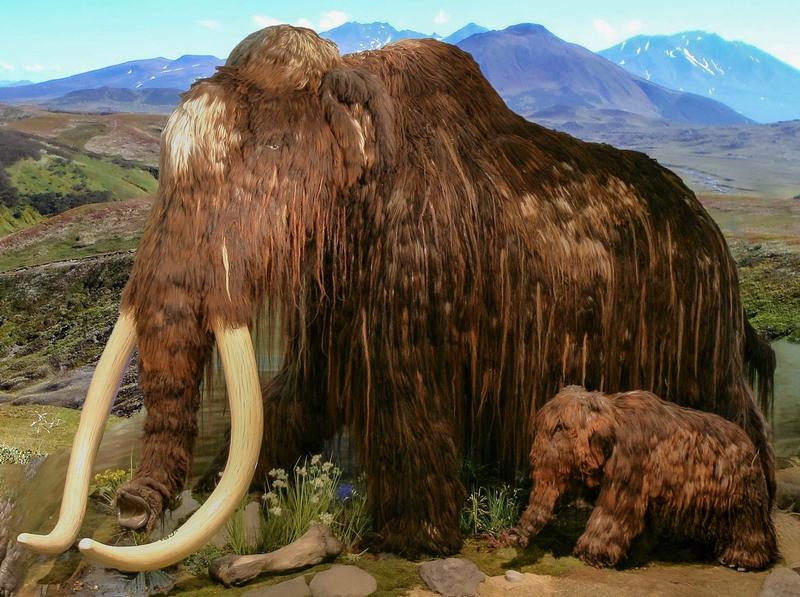 Ausstellung „Elefanten. Wildtiere und Kulturikonen“