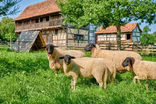 Rund ums Tier geht es nicht nur in der Ausstellung „Tierisch nützlich“. Auch im Museumsgelände gibt es in Fladungen tierische Bewohner zu entdecken.