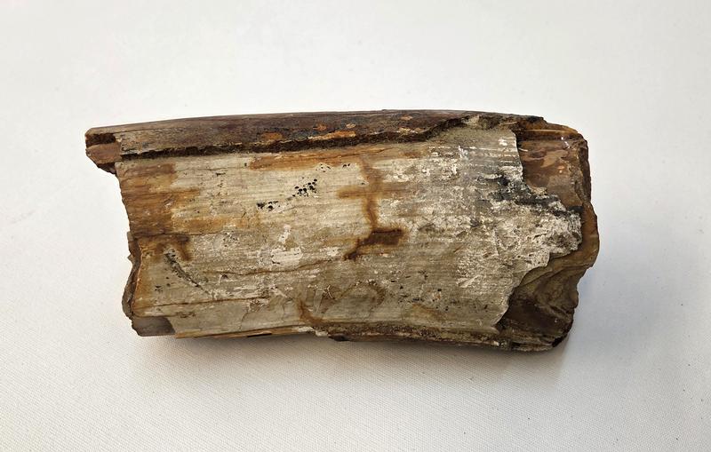 Zahnfragment eines Mammuts aus dem Main bei Kitzingen, mind. 20.000 v. Chr., Städtische Sammlungen Kitzingen