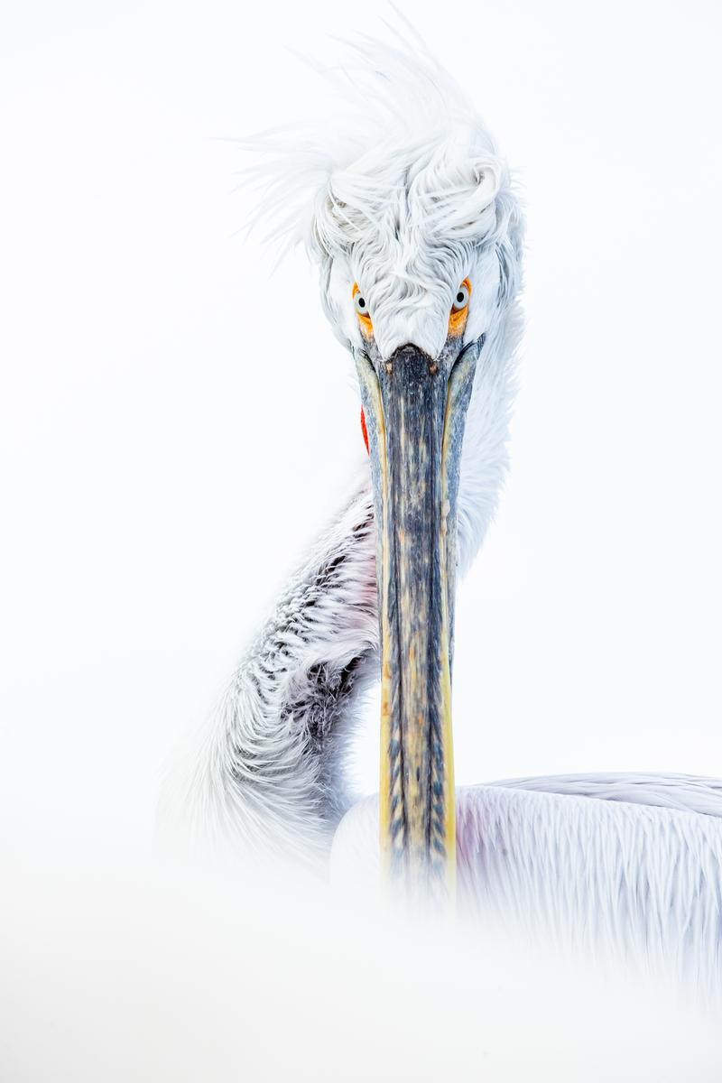 Blicke, ein Bild der Sonderausstellung "Glanzlichter der Naturfotografie"