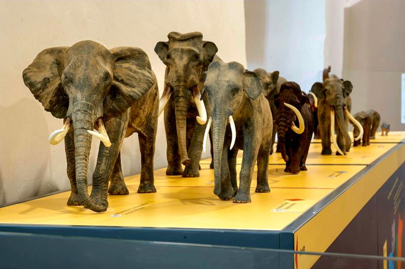 Residenzschloss Mergentheim: Sonderausstellung „Elefanten. Wildtiere und Kulturikonen“. Rüsseltiere erobern das Residenzschloss