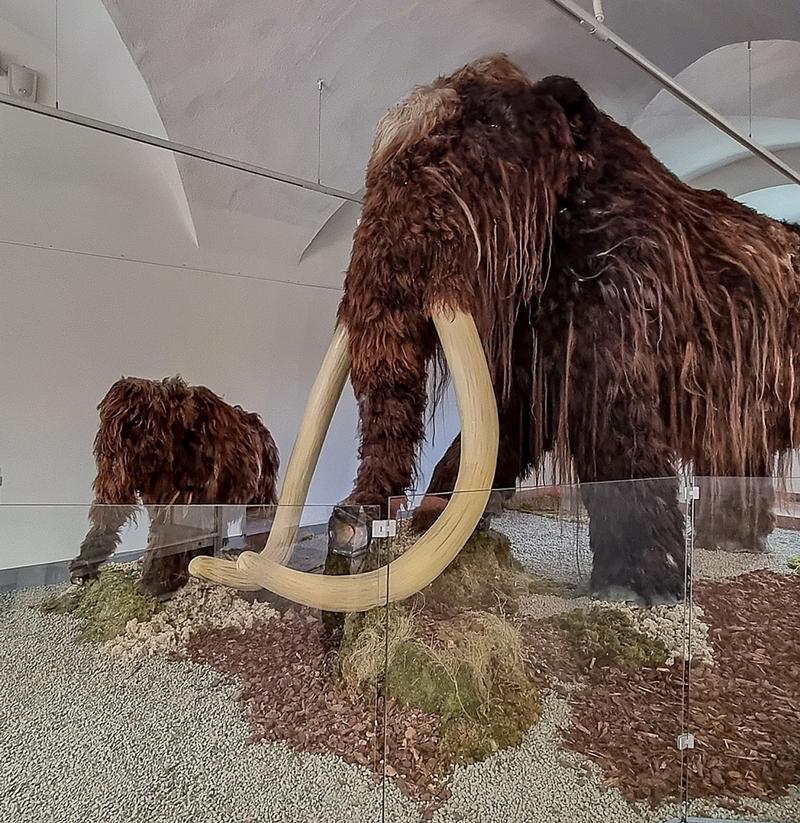 Residenzschloss Mergentheim: Sonderausstellung „Elefanten. Wildtiere und Kulturikonen“. Rüsseltiere erobern das Residenzschloss