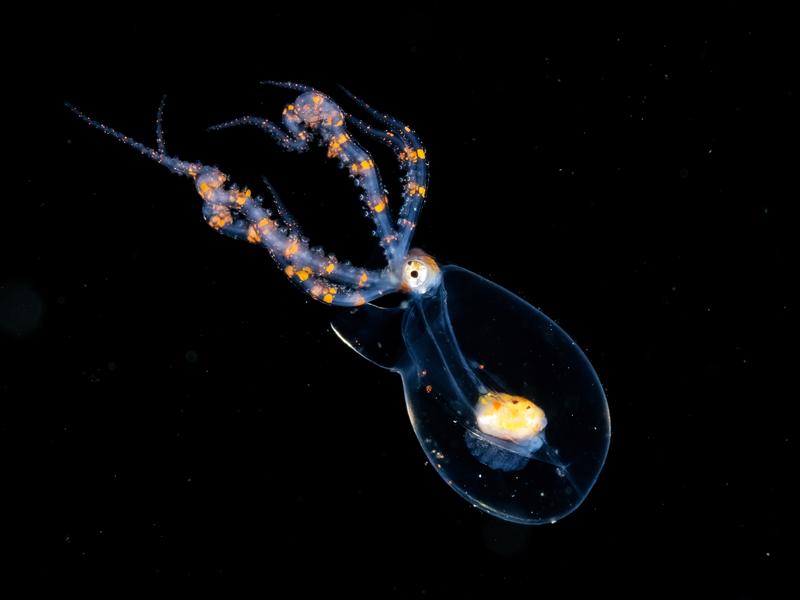 Kristallkugel, Bild der Sonderausstellung "Glanzlichter der Naturfotografie"