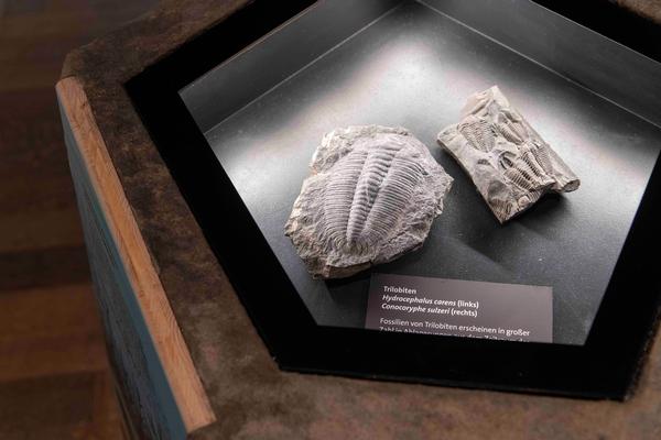 Trilobiten als Meilenstein der Erdgeschichte