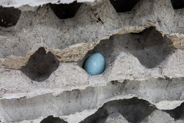 Björn Braun, Ohne Titel, 2012-XXXX, Vogelnester, Vogeleier, Leim, Eierkarton