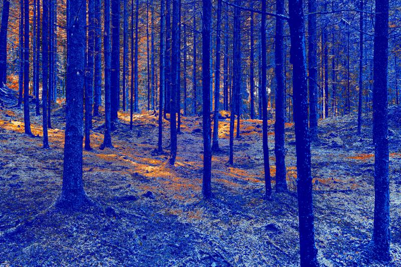 Blue trees with golden light I