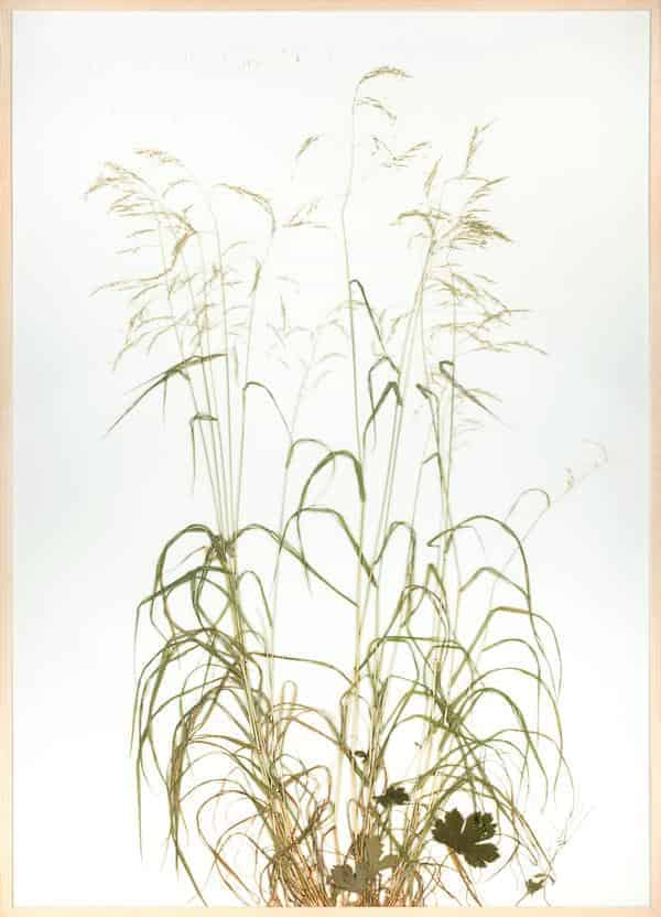 Großes Rasenstück, coll böhl, 2010,103 x 143cm