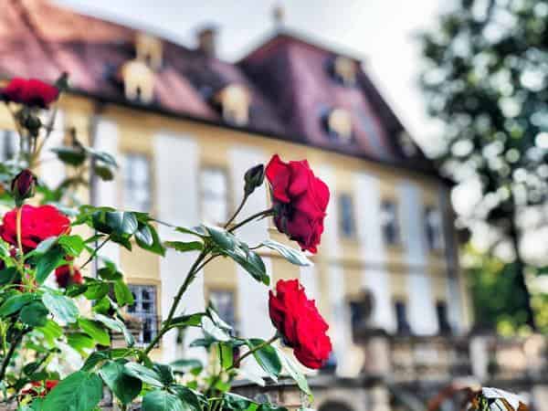 Rosenblüte auf Schloss Oberschwappach