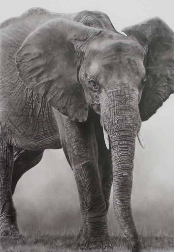 Dan Pyle - LOXODONTA AFRICANA, Kohle auf Papier