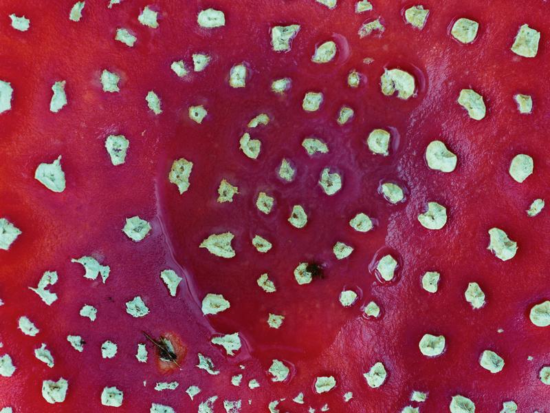 Stephan Amm: Amanita Landscape, Oktober 2025, Phase One XF mit Mamiya 120/4.0 Makro, IQ100 Digiback