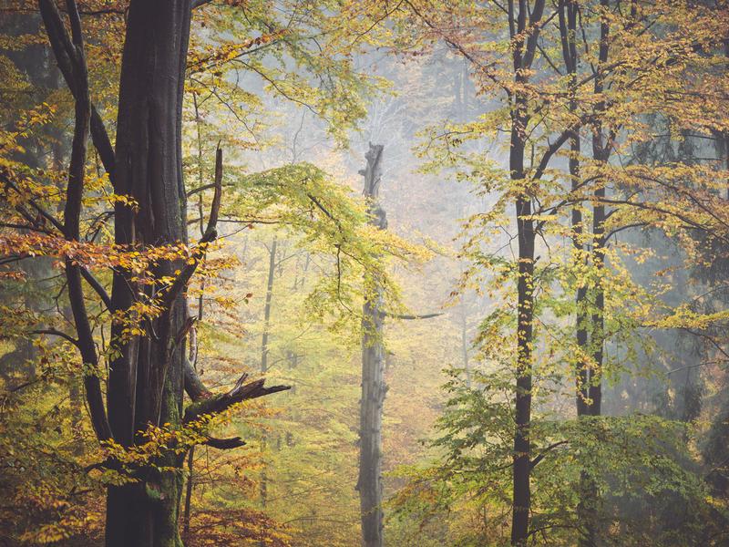 Stephan Amm: Autumn Mood, Oktoberfest 2025, Phase One XF, Zeiss 110/2.0, Digiback IQ100