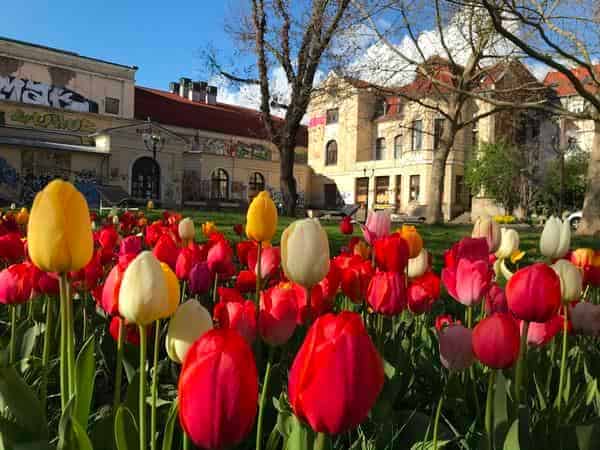 Das Kulturquartier Erfurt im Frühling