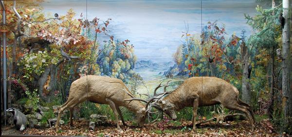 Die Hirsche im Naturkunde-Museum können bei Führungen bestaunt werden