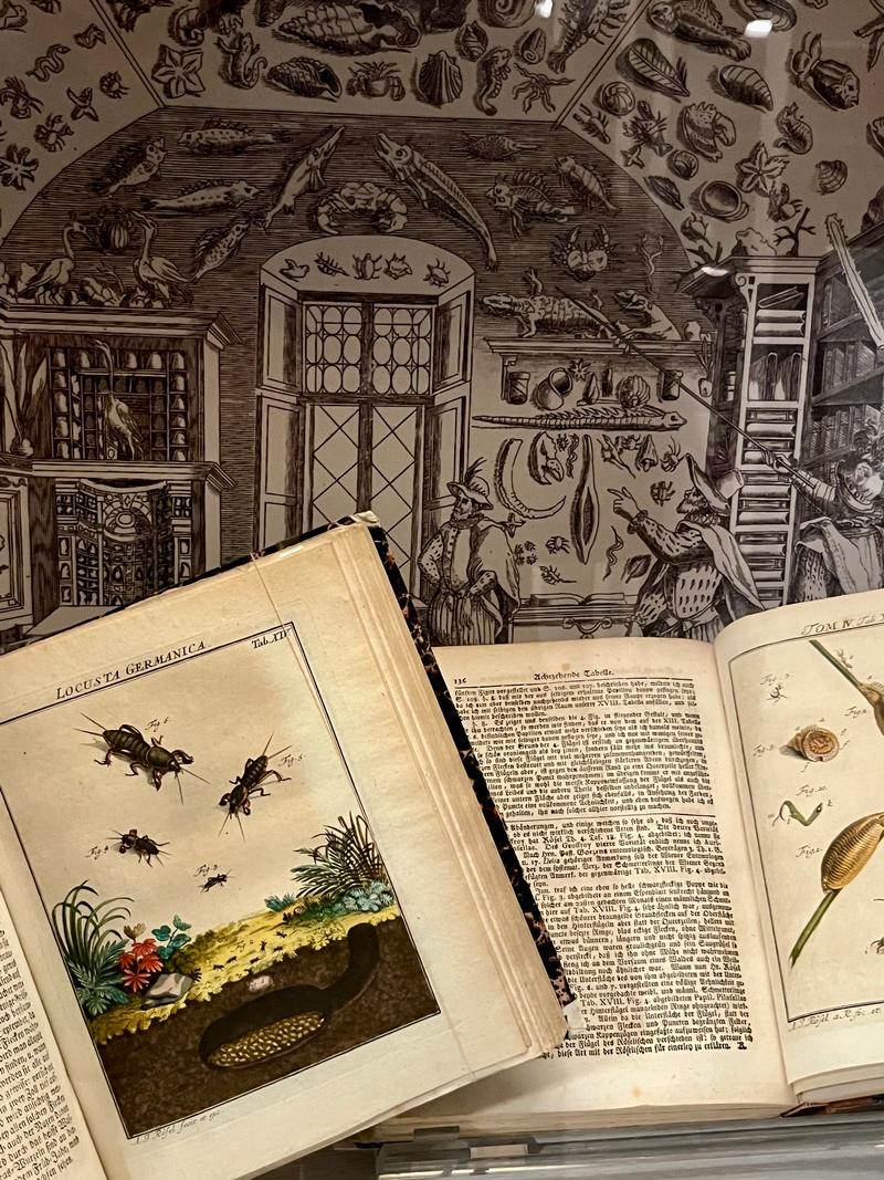 Ein Blick in die neue Dauerausstellung zeigt Insektenbücher aus dem 18. Jahrhundert