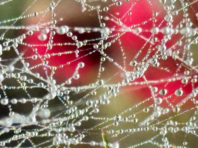 Gerhild Wächter: Spinnennetz