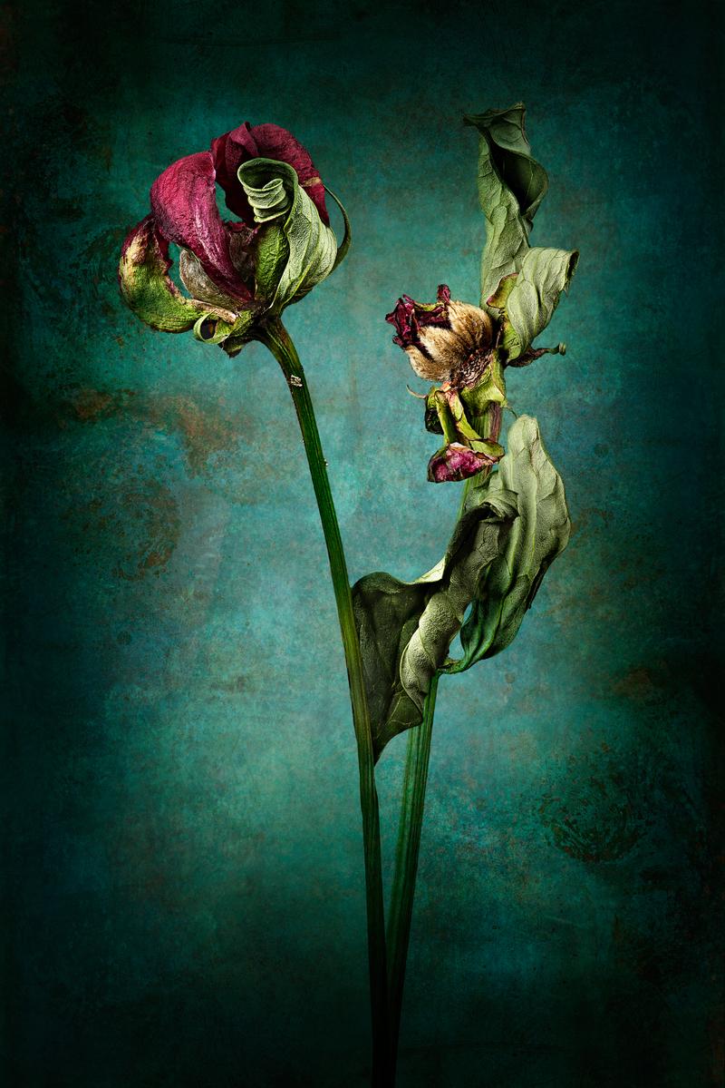 Philipp Wieder, NATURA MORTA, Pfingstrosen, Fotografie-Composing, 140 x 100 cm, 2021